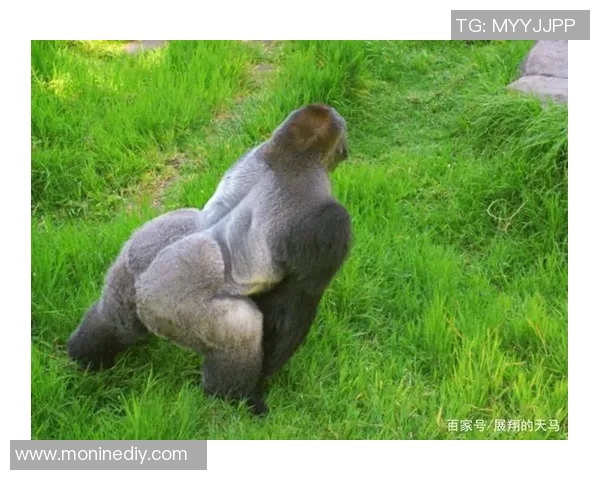 银背大猩猩与火焰的对决：自然力量的碰撞与生存的考验