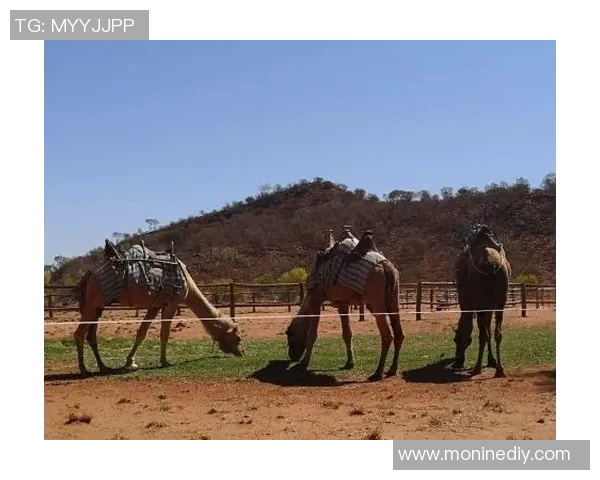 墨西哥美洲与帕丘卡激战正酣谁能在这场对决中脱颖而出